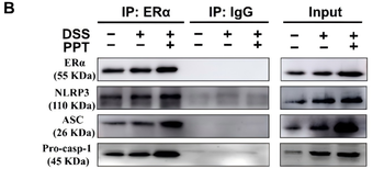 NLRP3 Antibody