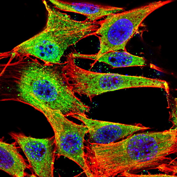NLRP3 Antibody
