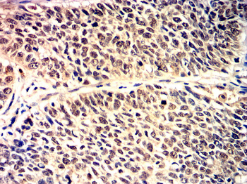 CCND1 Antibody