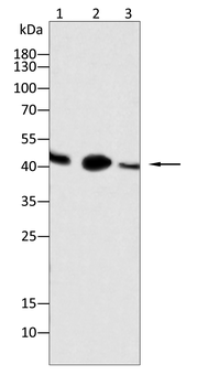CCND1 Antibody