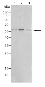 OCLN Antibody