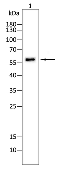 OCLN Antibody