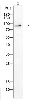 PPARGC1A Antibody