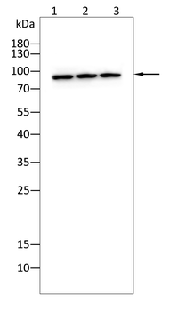 PPARGC1A Antibody