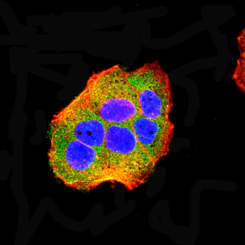 CDKN1A Antibody