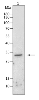HMOX1 Antibody