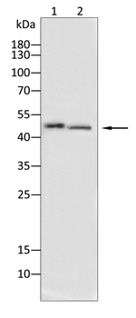 CASP 9 Antibody