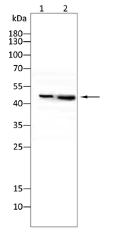 CASP 9 Antibody