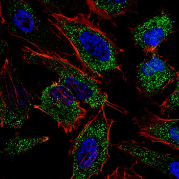 CASP 9 Antibody