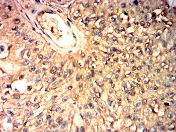 CASP 9 Antibody
