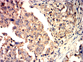 CASP 9 Antibody
