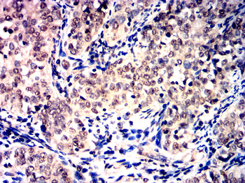 CASP 9 Antibody