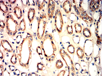 CASP 9 Antibody