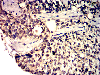 CASP 9 Antibody