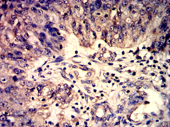 CASP 9 Antibody