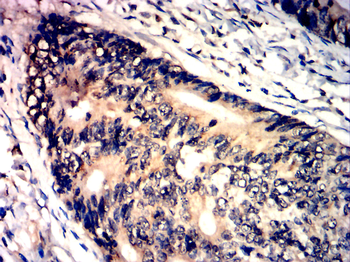 CASP 9 Antibody
