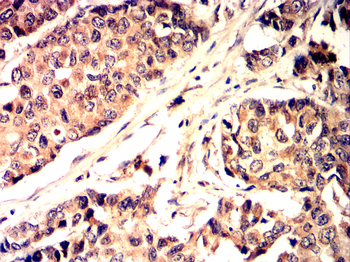 PPARG Antibody