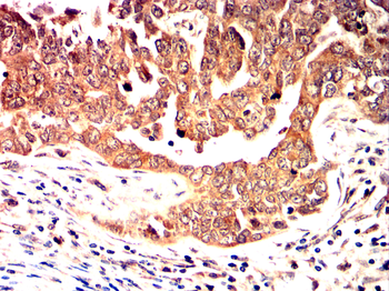PPARG Antibody
