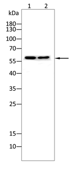 PPARG Antibody
