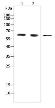 PPARG Antibody