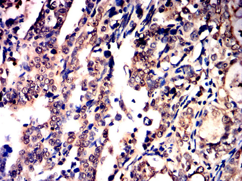 RUNX2 Antibody