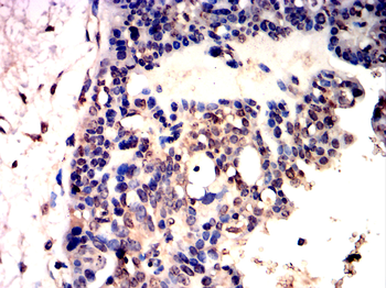 RUNX2 Antibody
