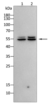 RUNX2 Antibody