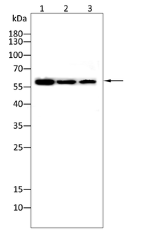 RUNX2 Antibody