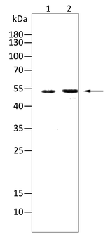 RUNX1+RUNX2+RUNX3 Antibody
