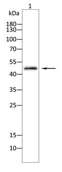 RUNX1+RUNX2+RUNX3 Antibody