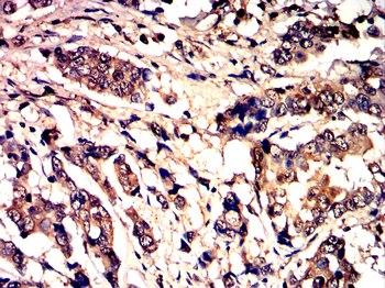 JUN Antibody
