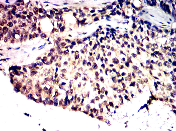 JUN Antibody