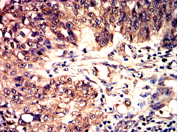 JUN Antibody