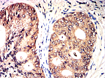 JUN Antibody