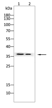 JUN Antibody