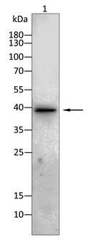 JUN Antibody