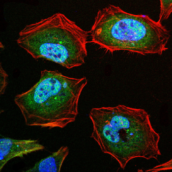 SNAI1 Antibody
