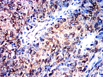 SNAI1 Antibody