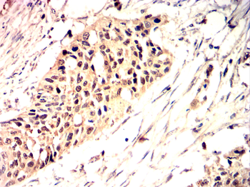 SNAI1 Antibody