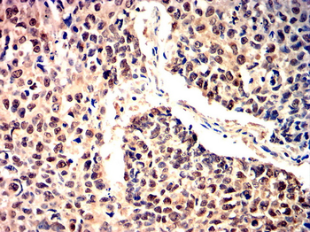 SNAI1 Antibody