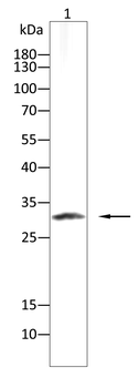 SNAI1 Antibody