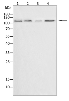 NLRP3 Antibody