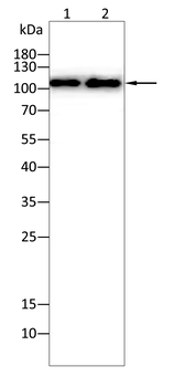 NLRP3 Antibody