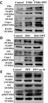 NLRP3 Antibody