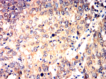 NLRP3 Antibody