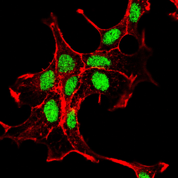 PPARA Antibody