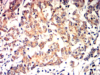 HSPA5 Antibody