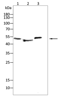 HSPA5 Antibody