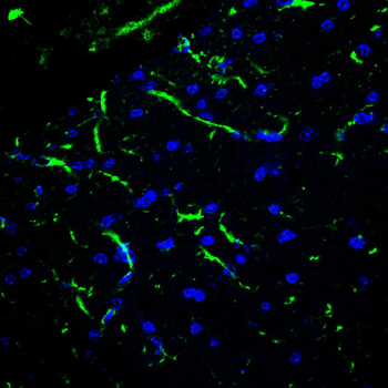 GFAP Antibody
