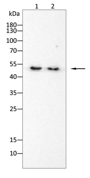 GFAP Antibody